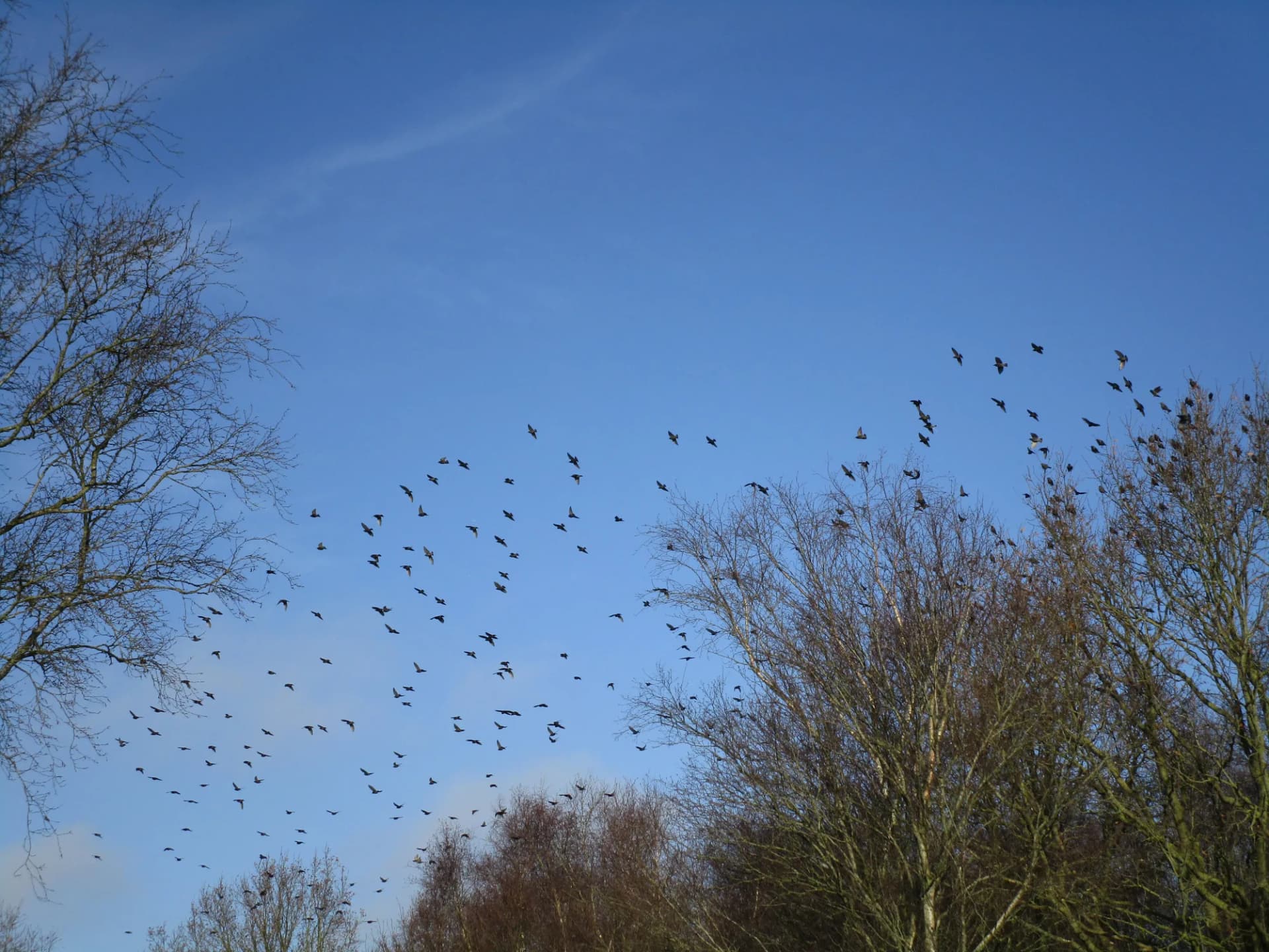 A large flock of birds migrating across a blue sky