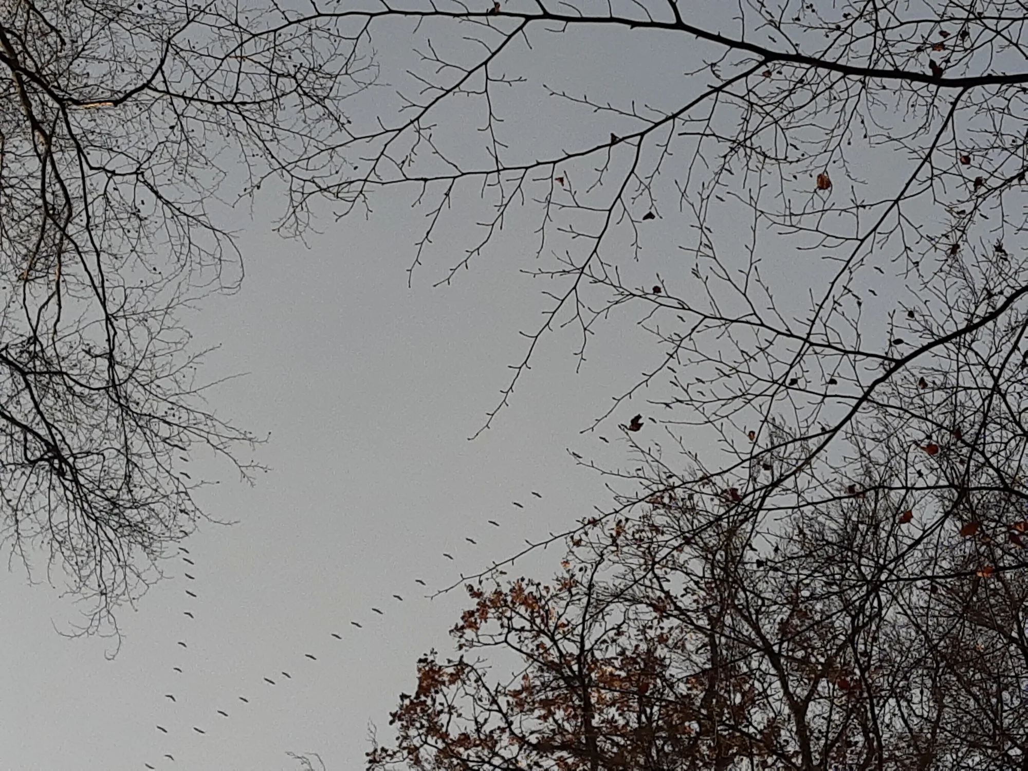 A line of birds migrating across the sky